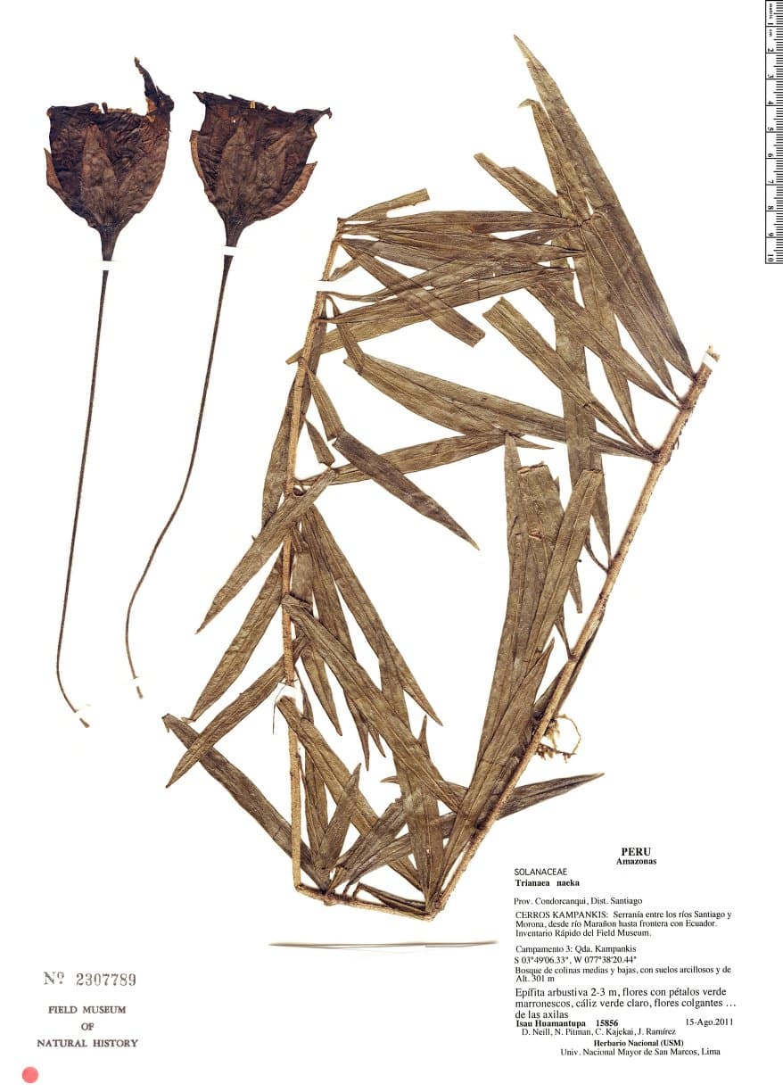 Trianaea naeka