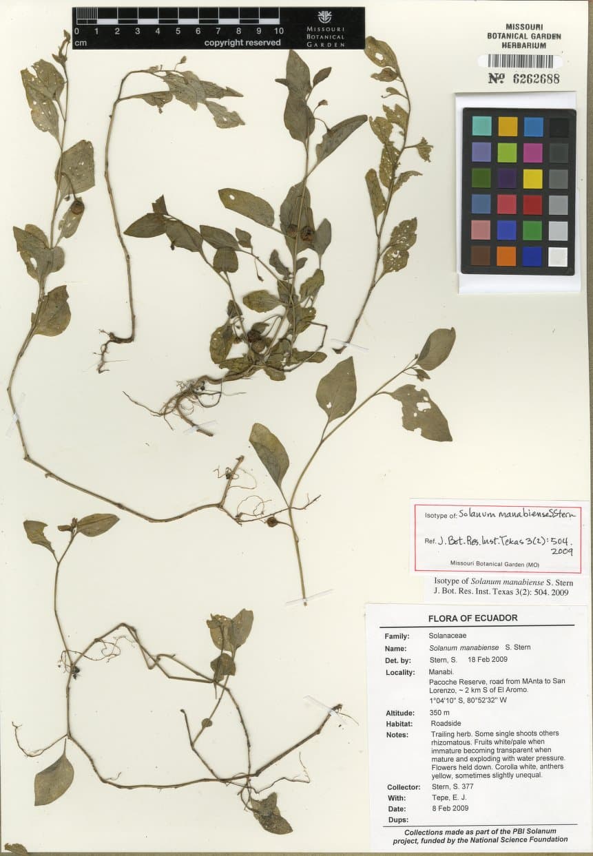Solanum manabiense