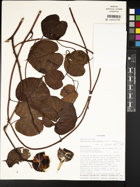 Operculina sericantha