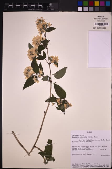 Deutzia subulata