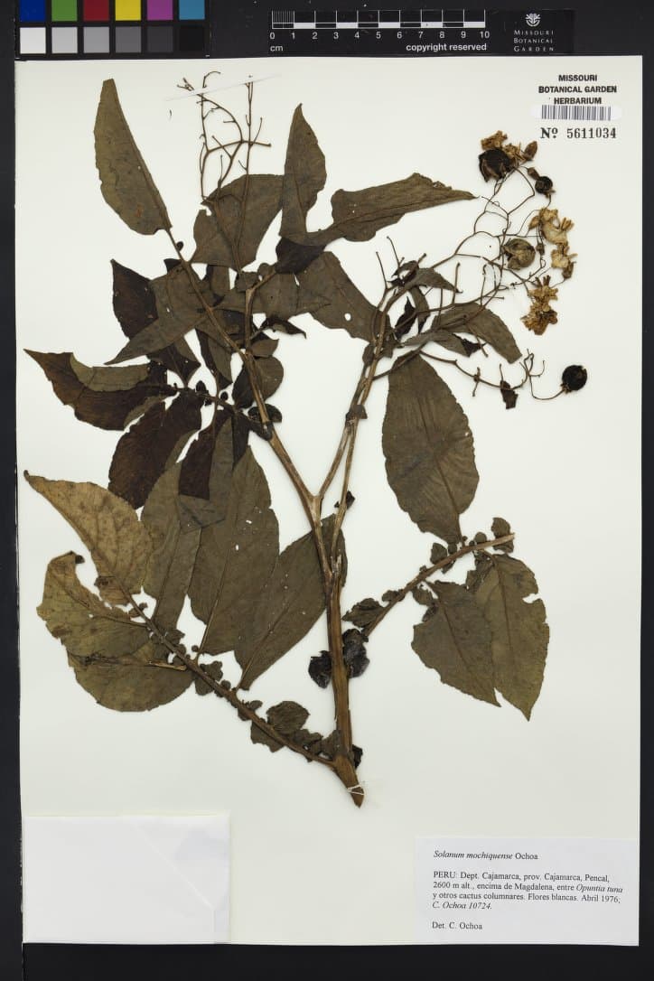 Solanum mochiquense
