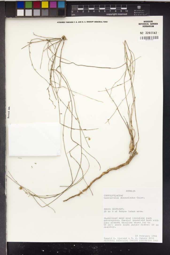 Convolvulus stenocladus