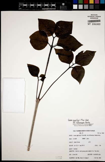 Grevea eggelingii
