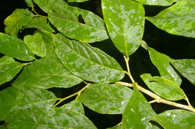 Solanum celsum