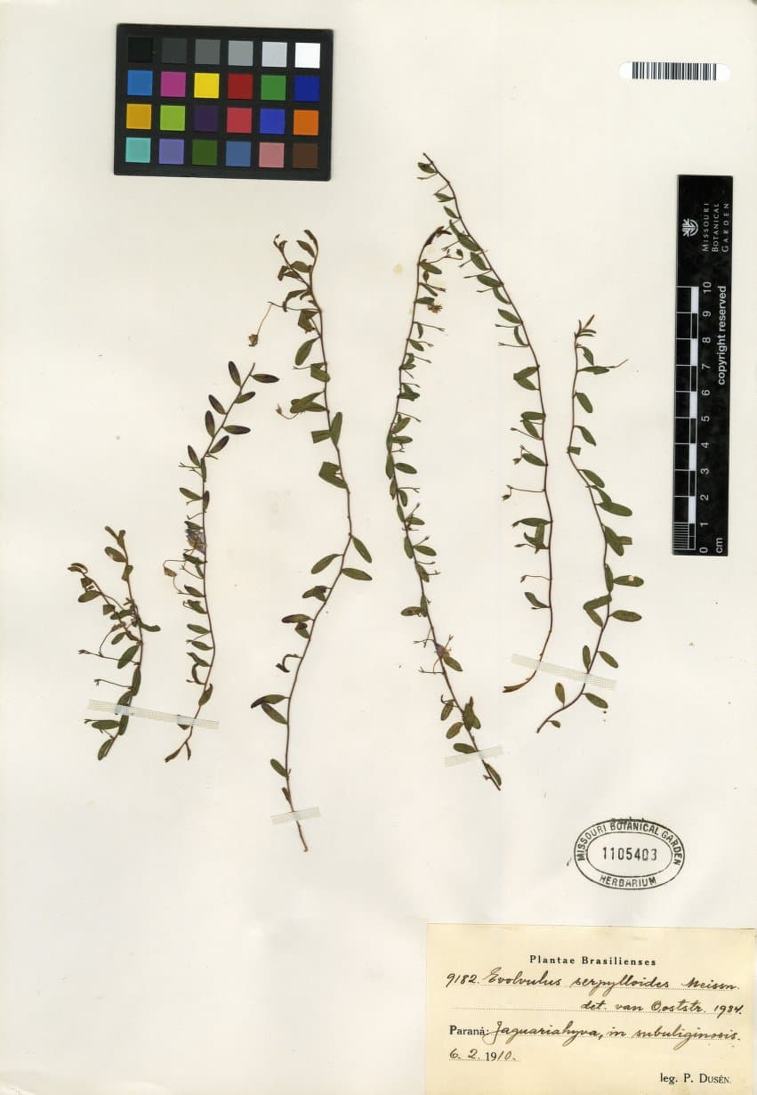 Evolvulus serpylloides