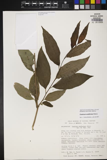 Cestrum endlicheri