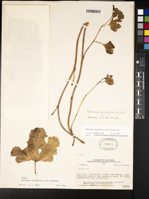 Distimake grandiflorus