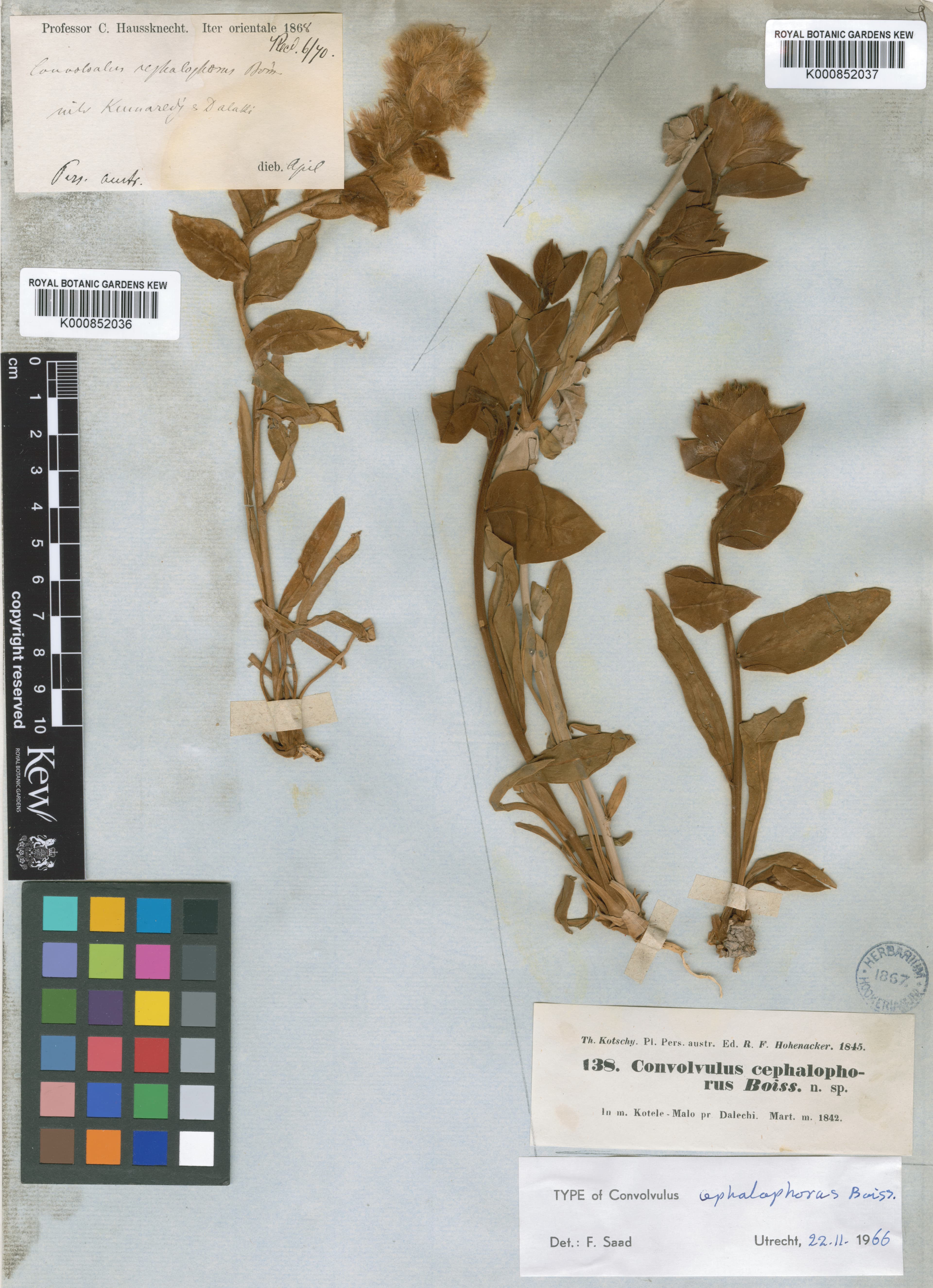 Convolvulus cephalophorus