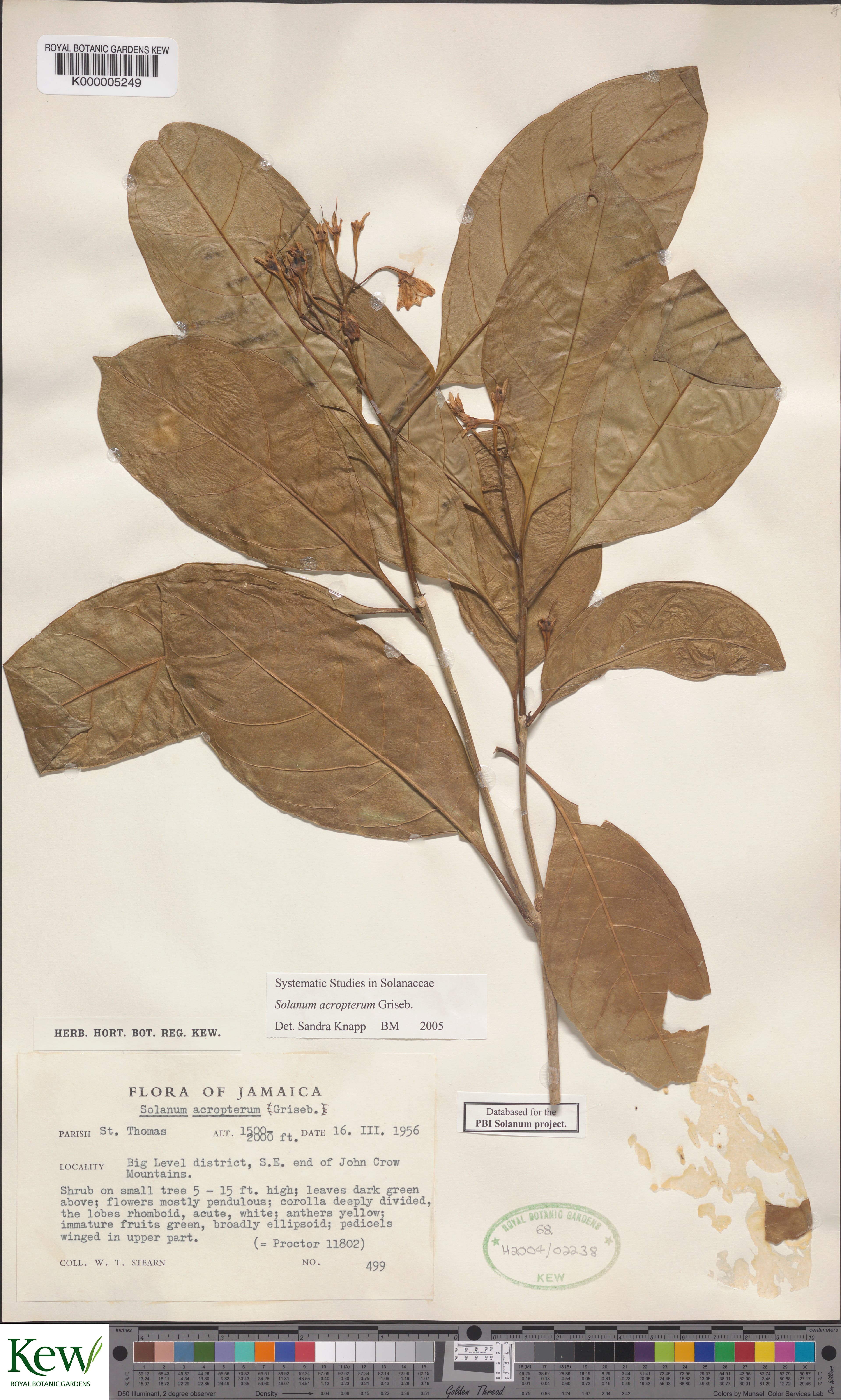Solanum acropterum