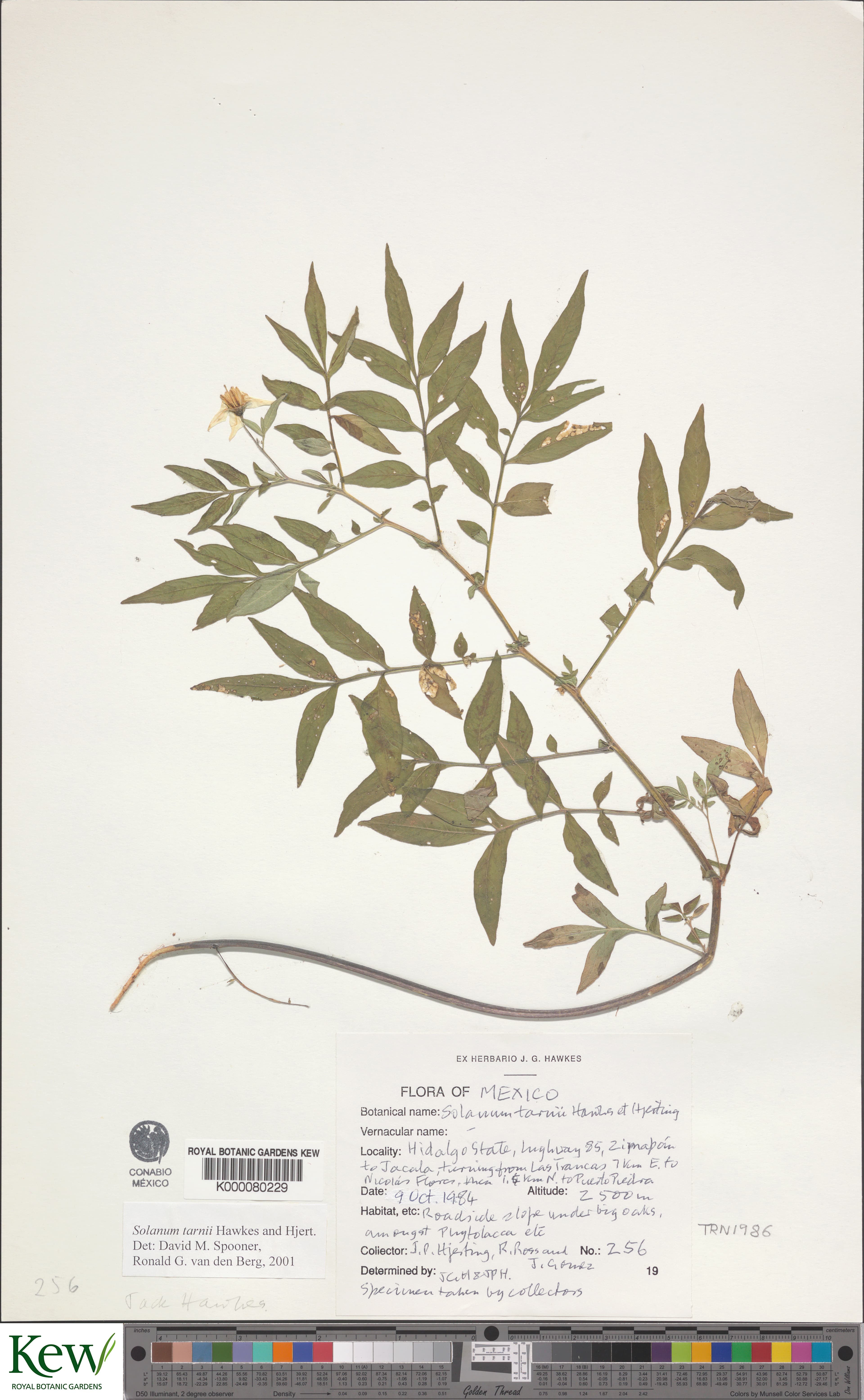 Solanum tarnii