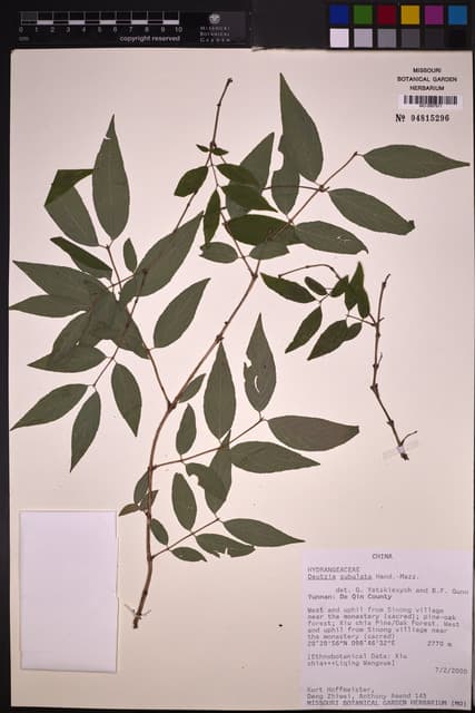 Deutzia subulata