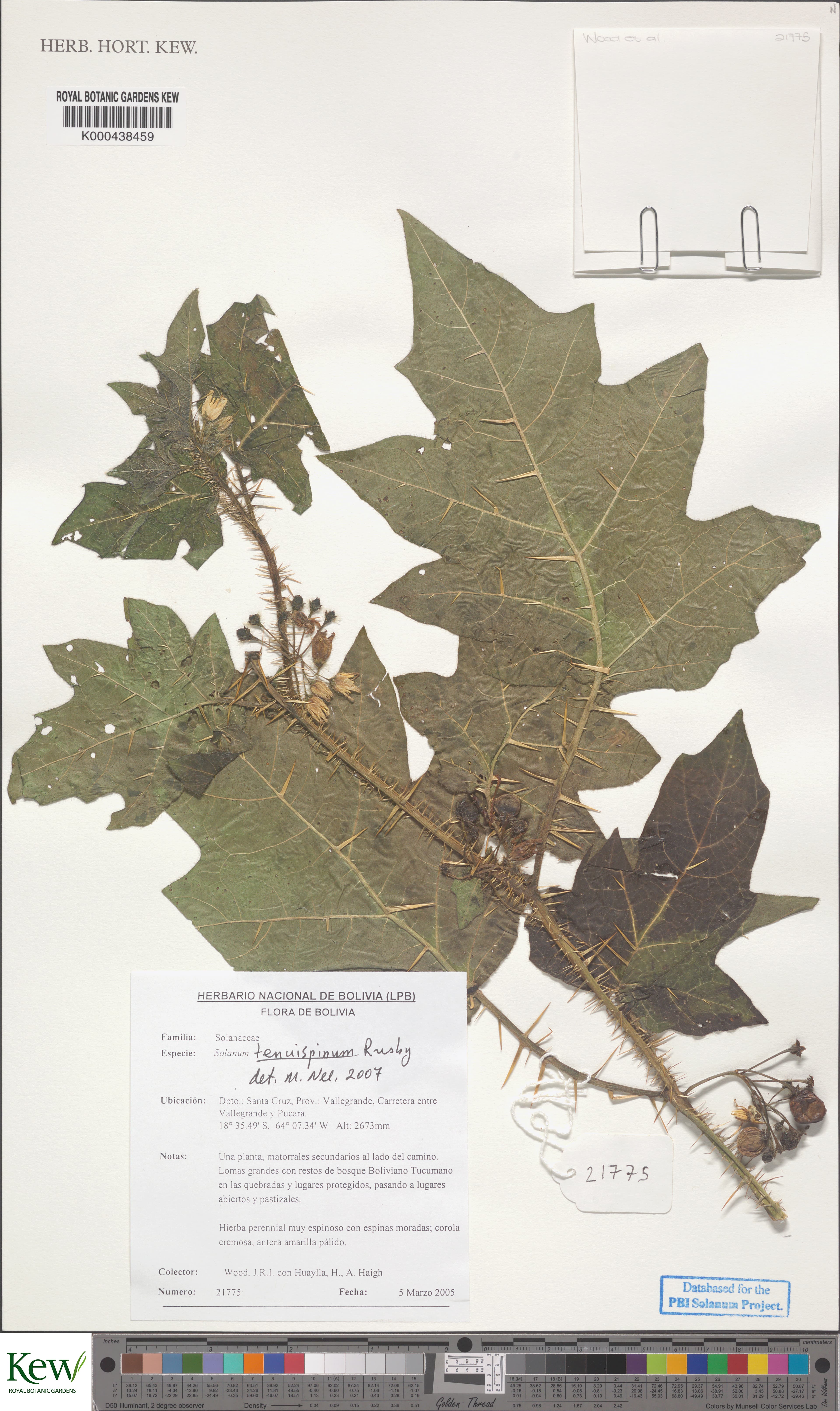 Solanum woodii