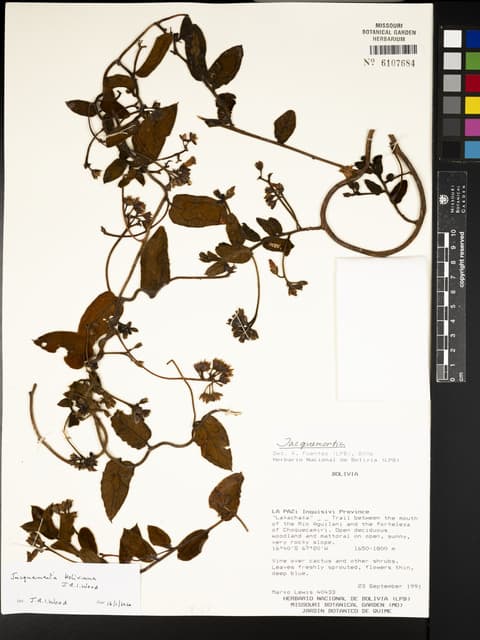 Jacquemontia boliviana