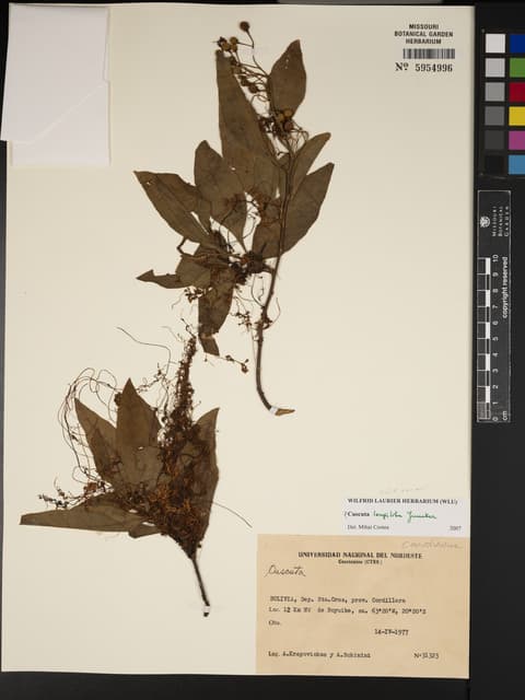 Cuscuta longiloba