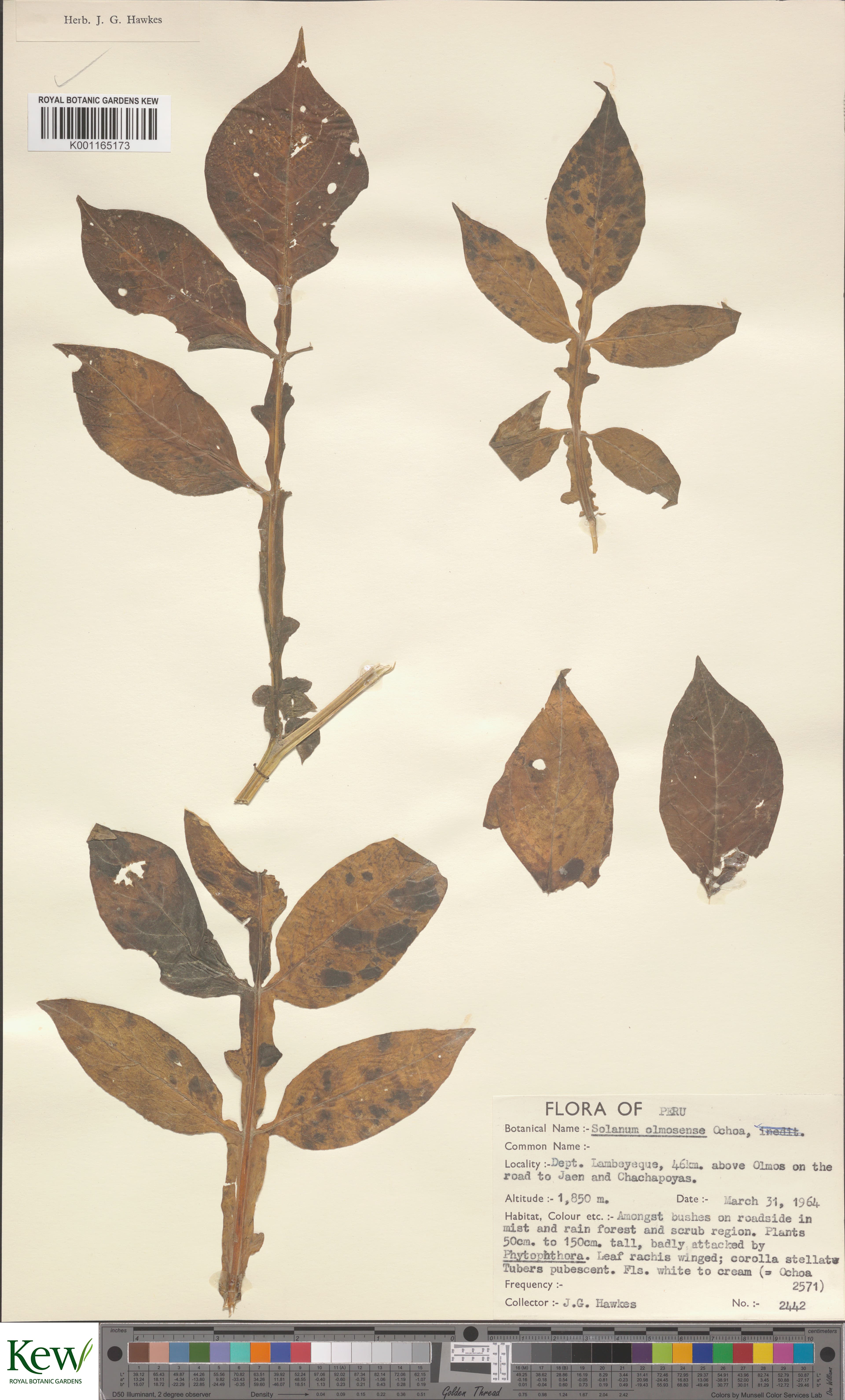 Solanum olmosense