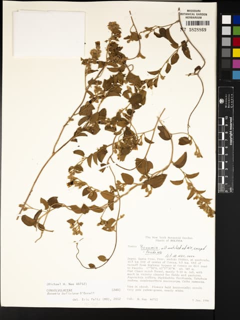 Bonamia boliviana
