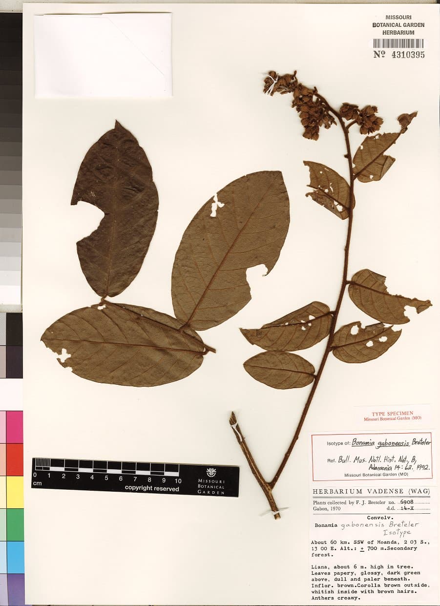Bonamia gabonensis