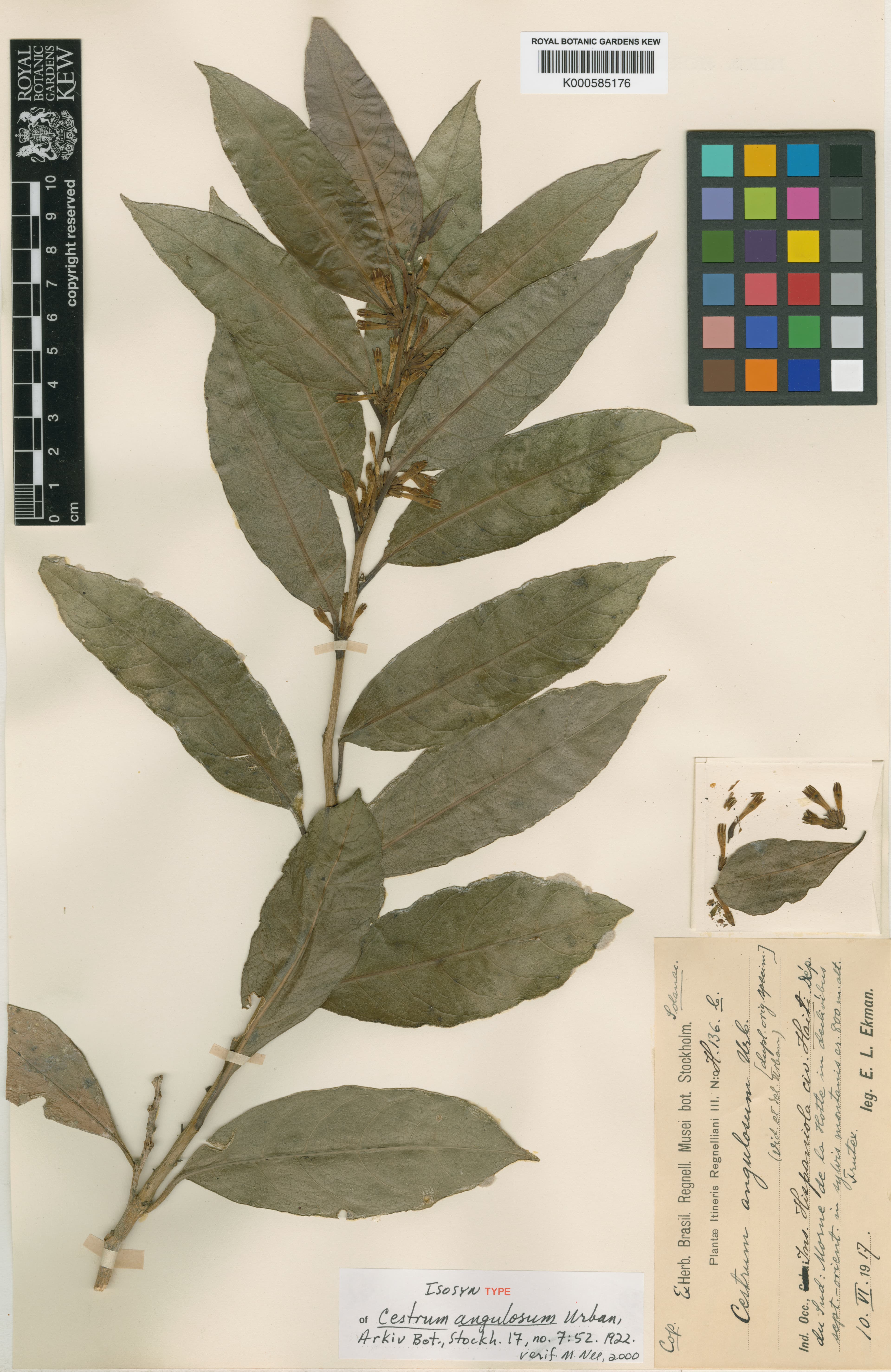 Cestrum angulosum
