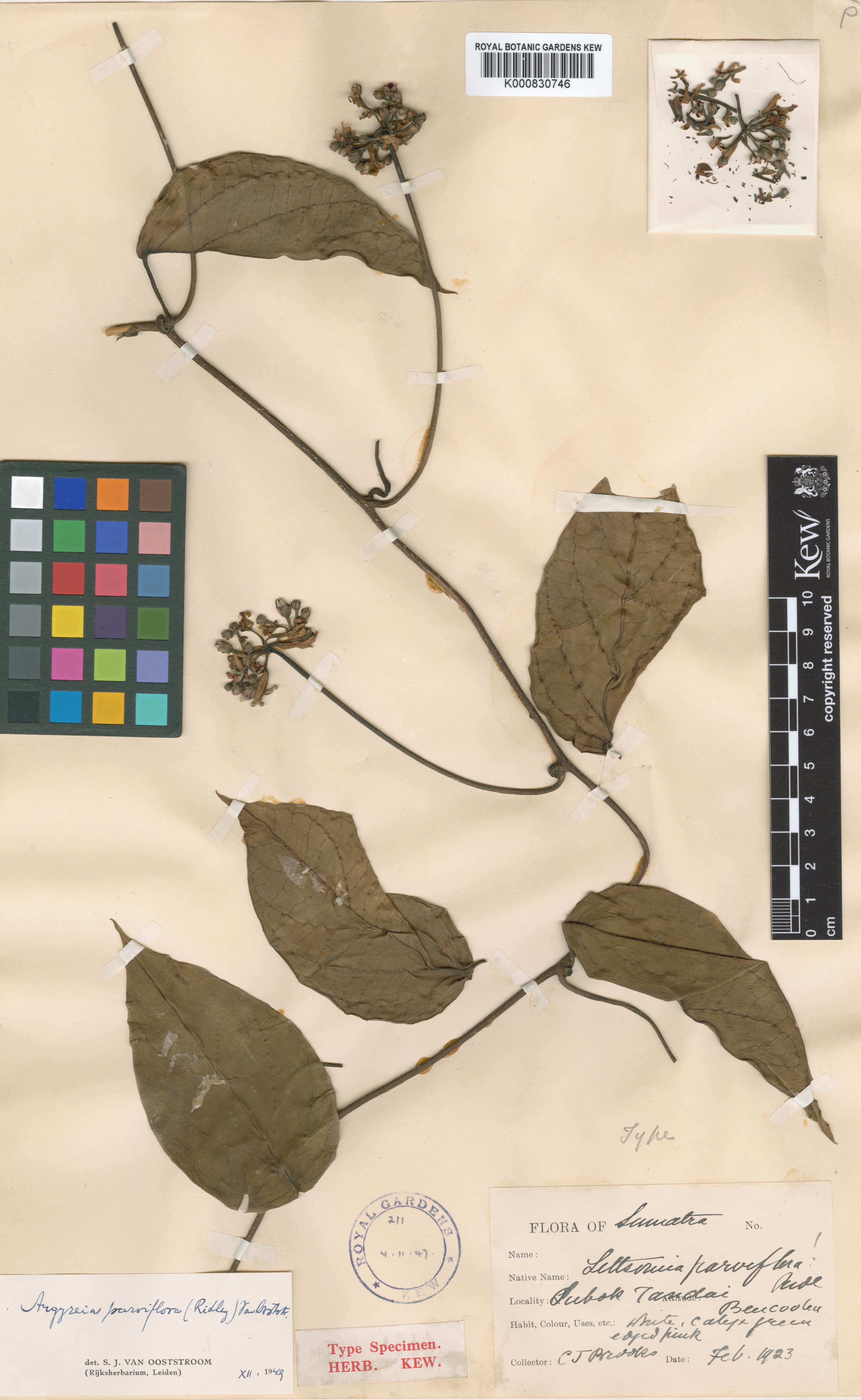 Argyreia parviflora