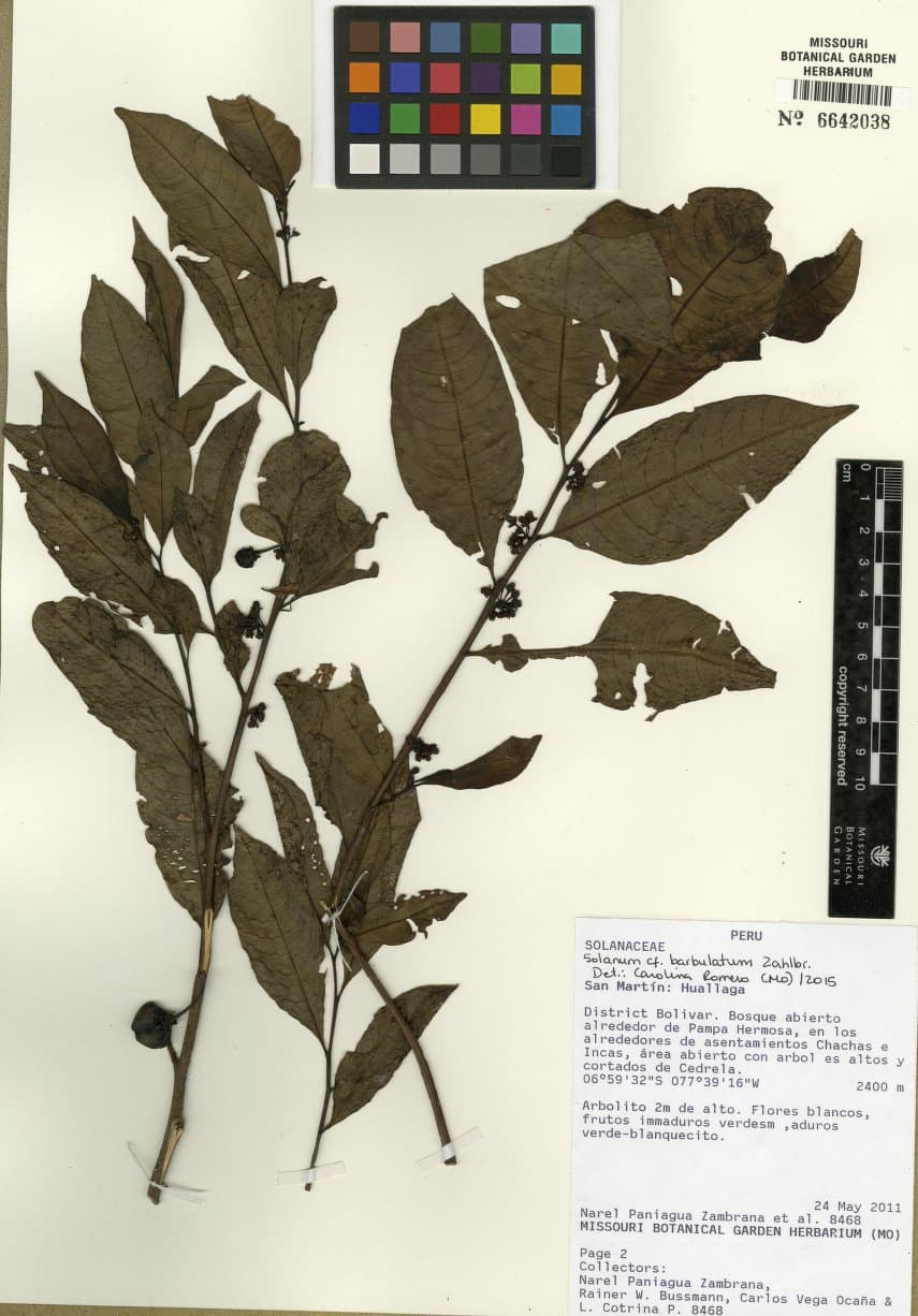 Solanum barbulatum