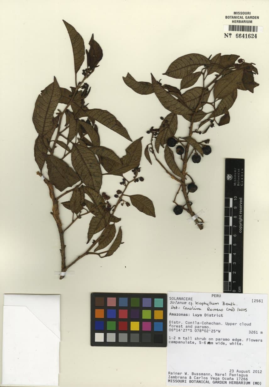 Solanum leiophyllum