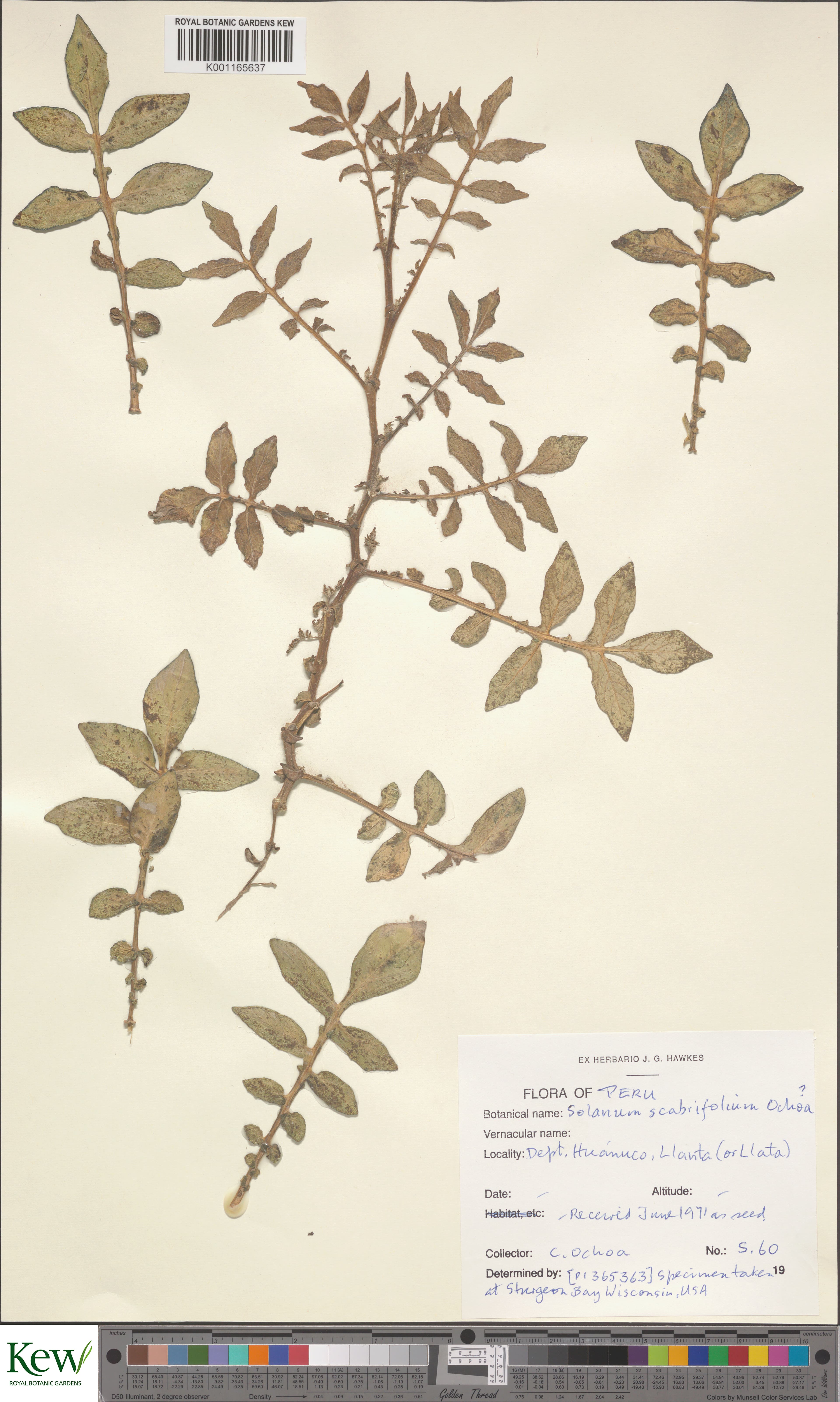 Solanum scabrifolium