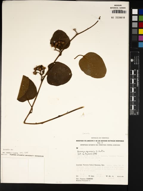 Bonamia apurensis