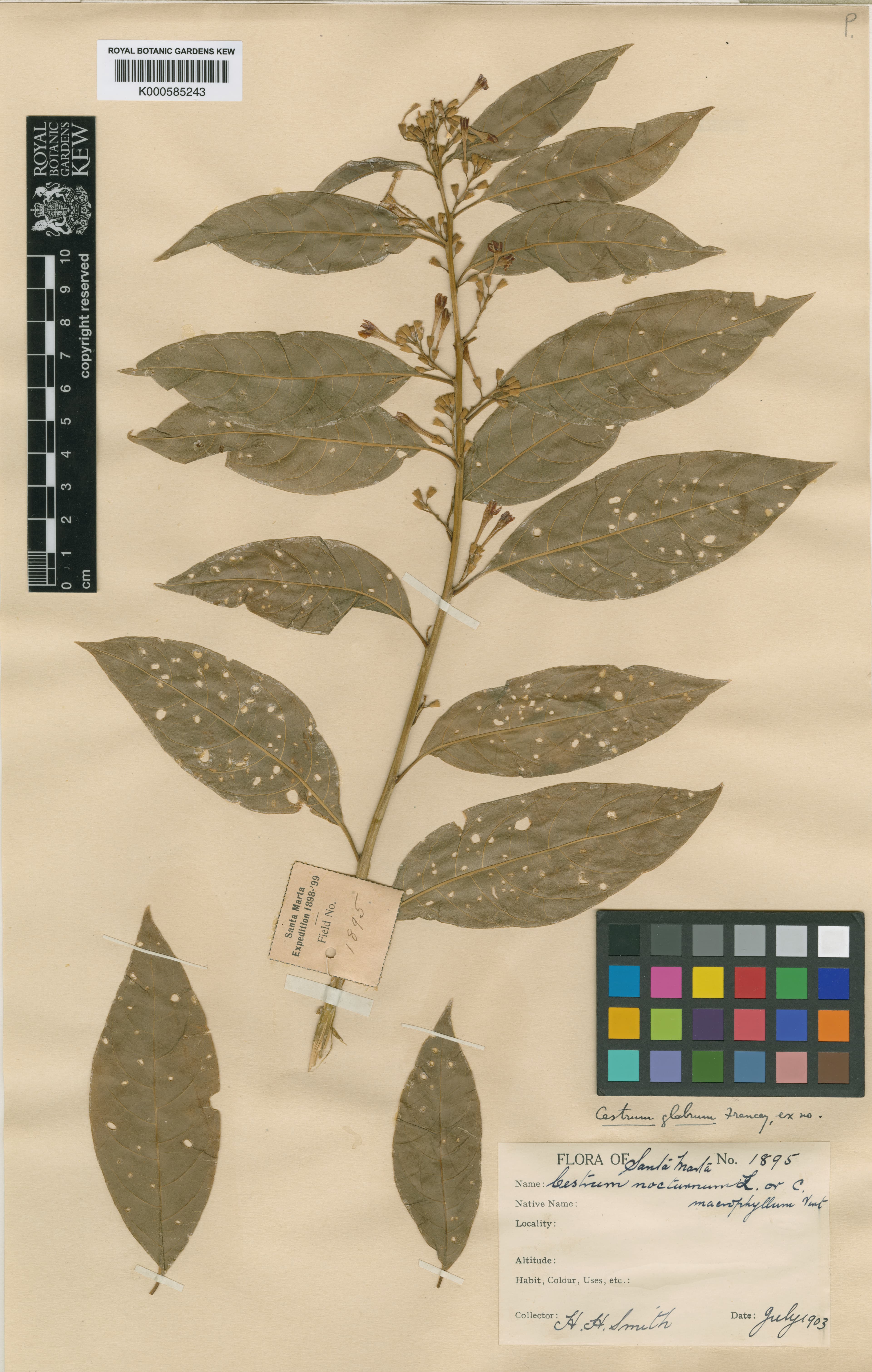 Cestrum glabrum