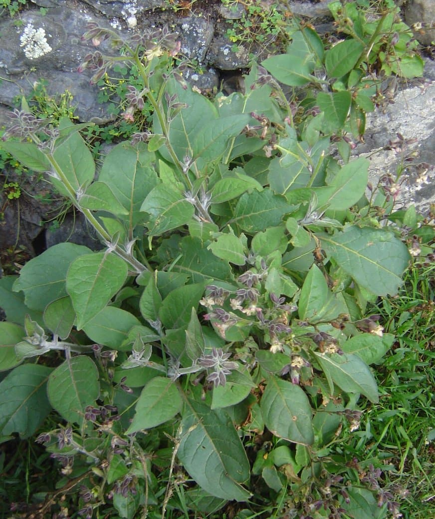 Arents' Tobacco