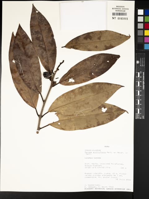 Maripa axilliflora