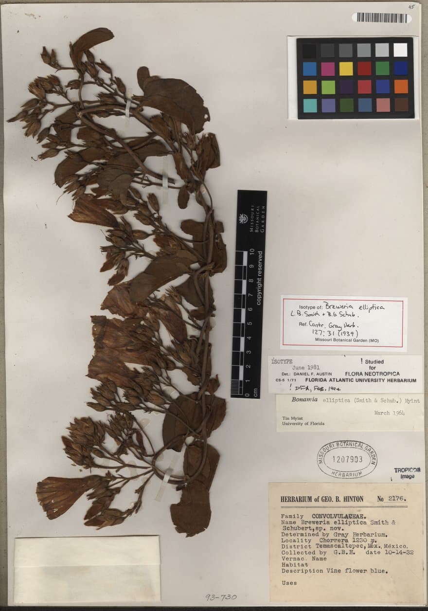 Bonamia elliptica