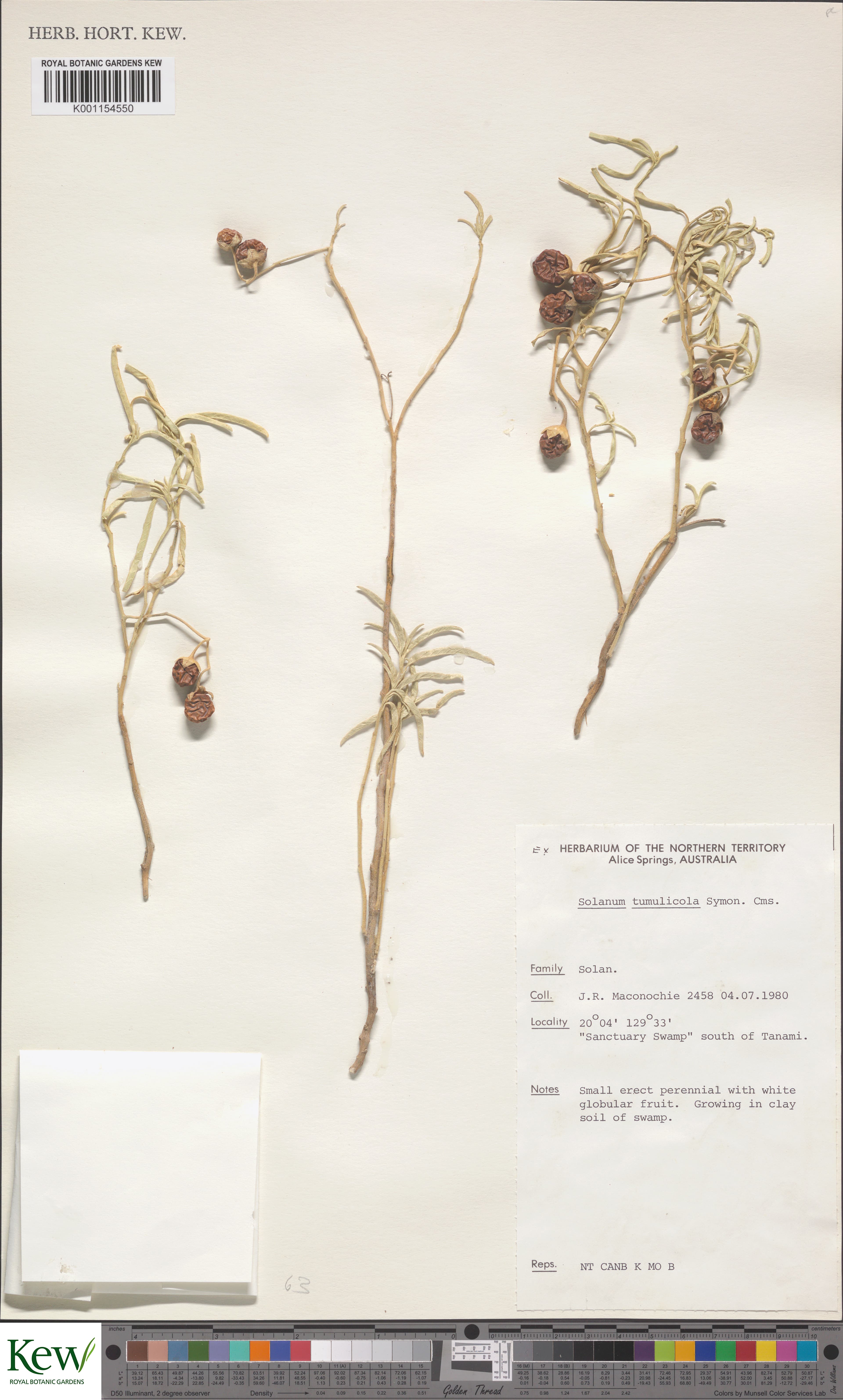 Solanum tumulicola