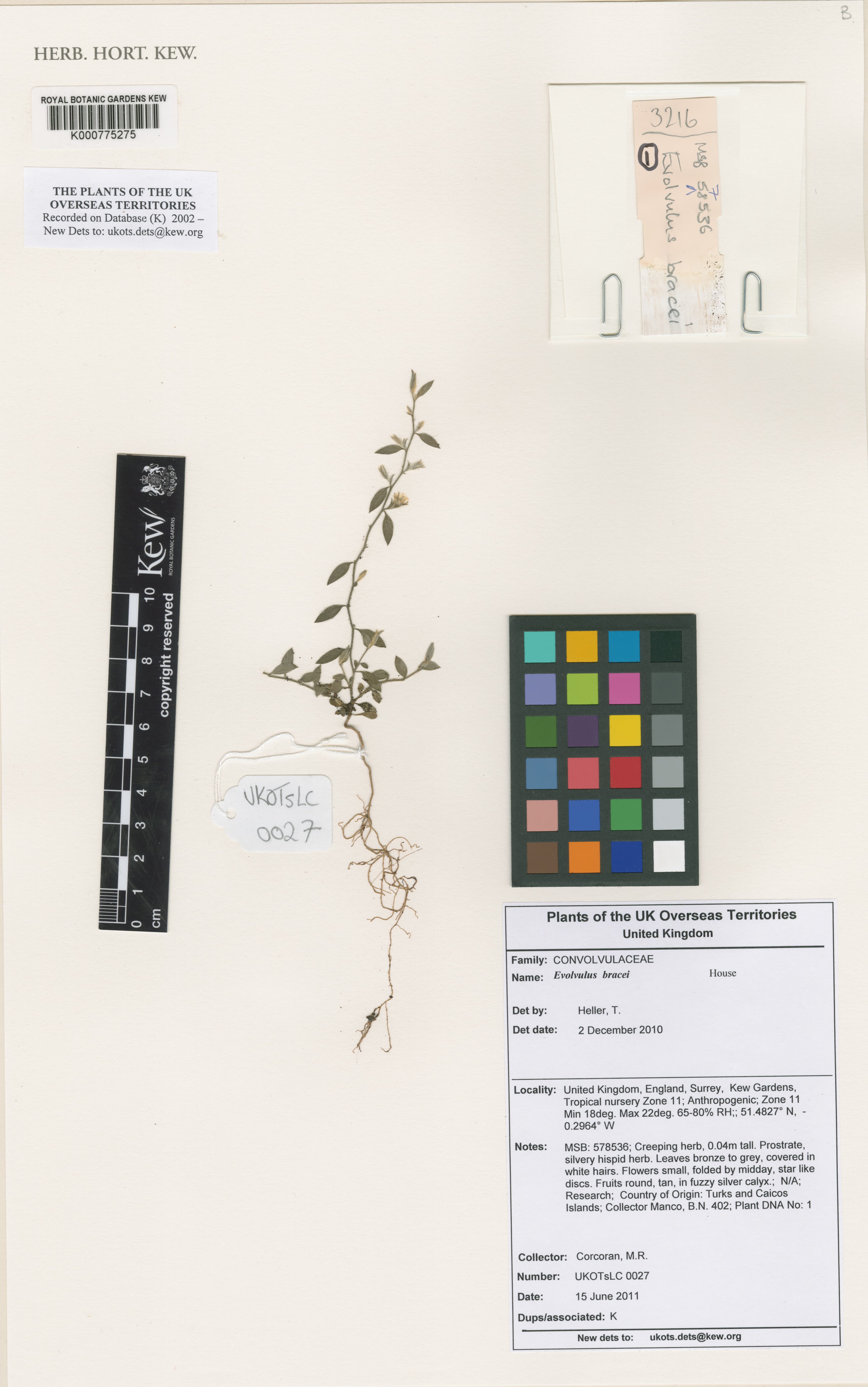 Evolvulus bracei