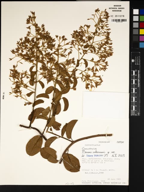 Bonamia ankaranensis