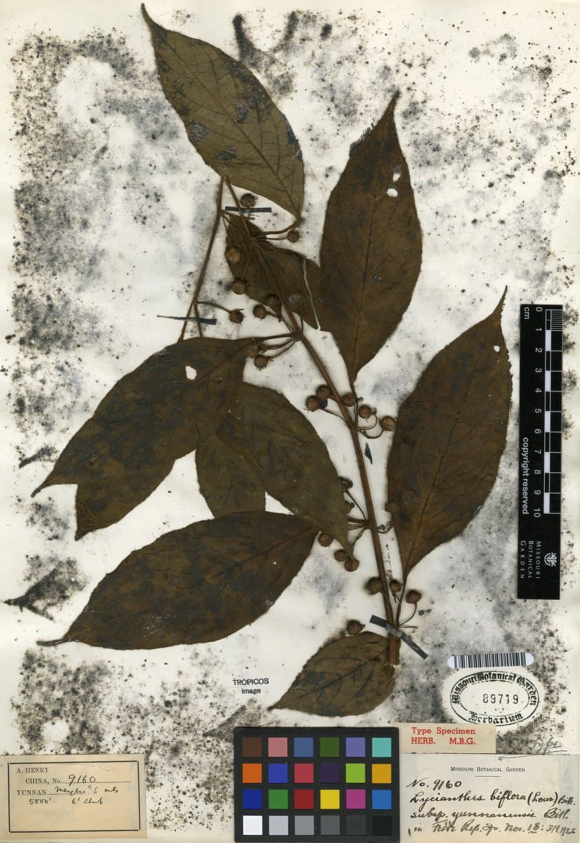 Lycianthes Yunnanensis