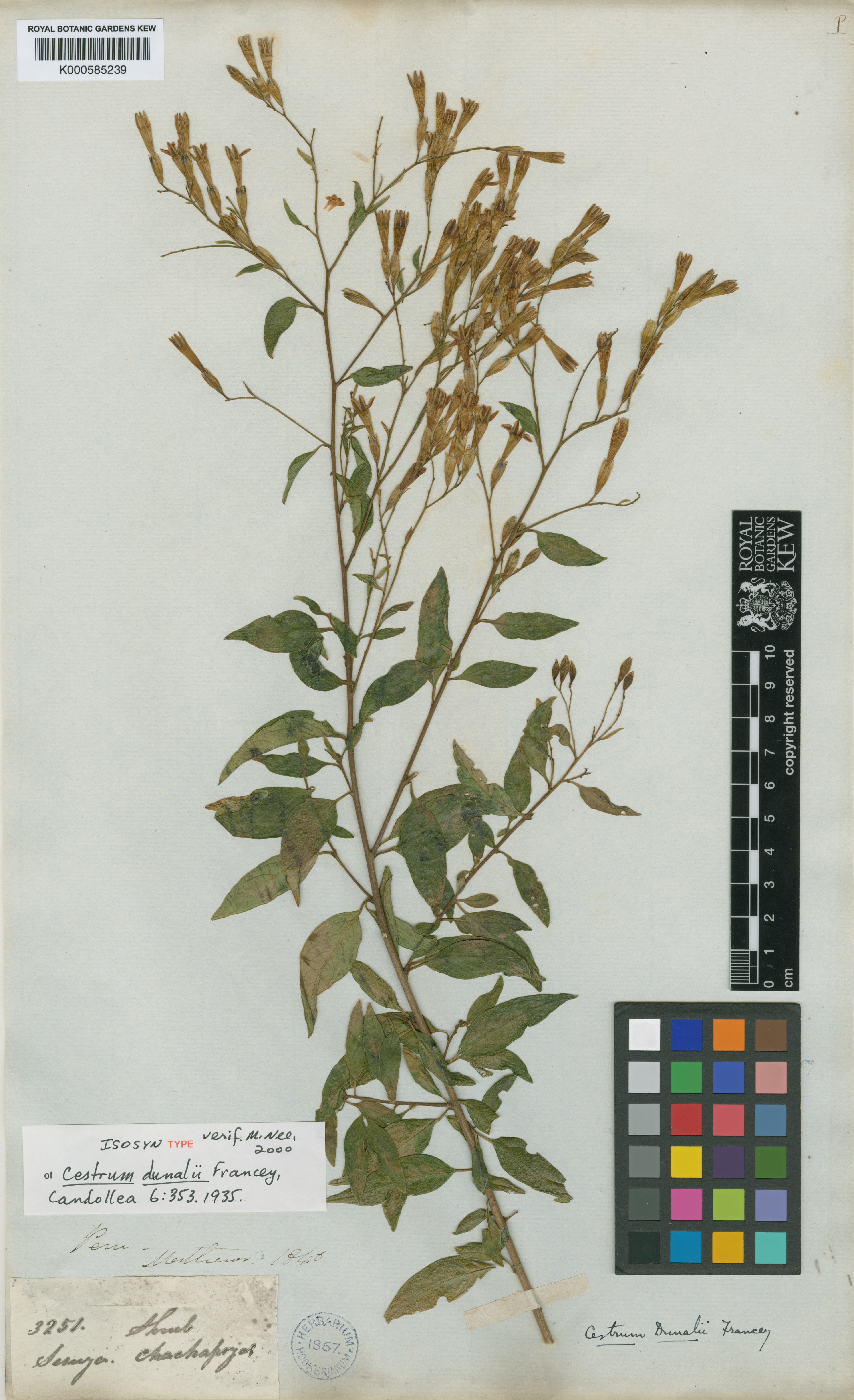 Cestrum dunalii