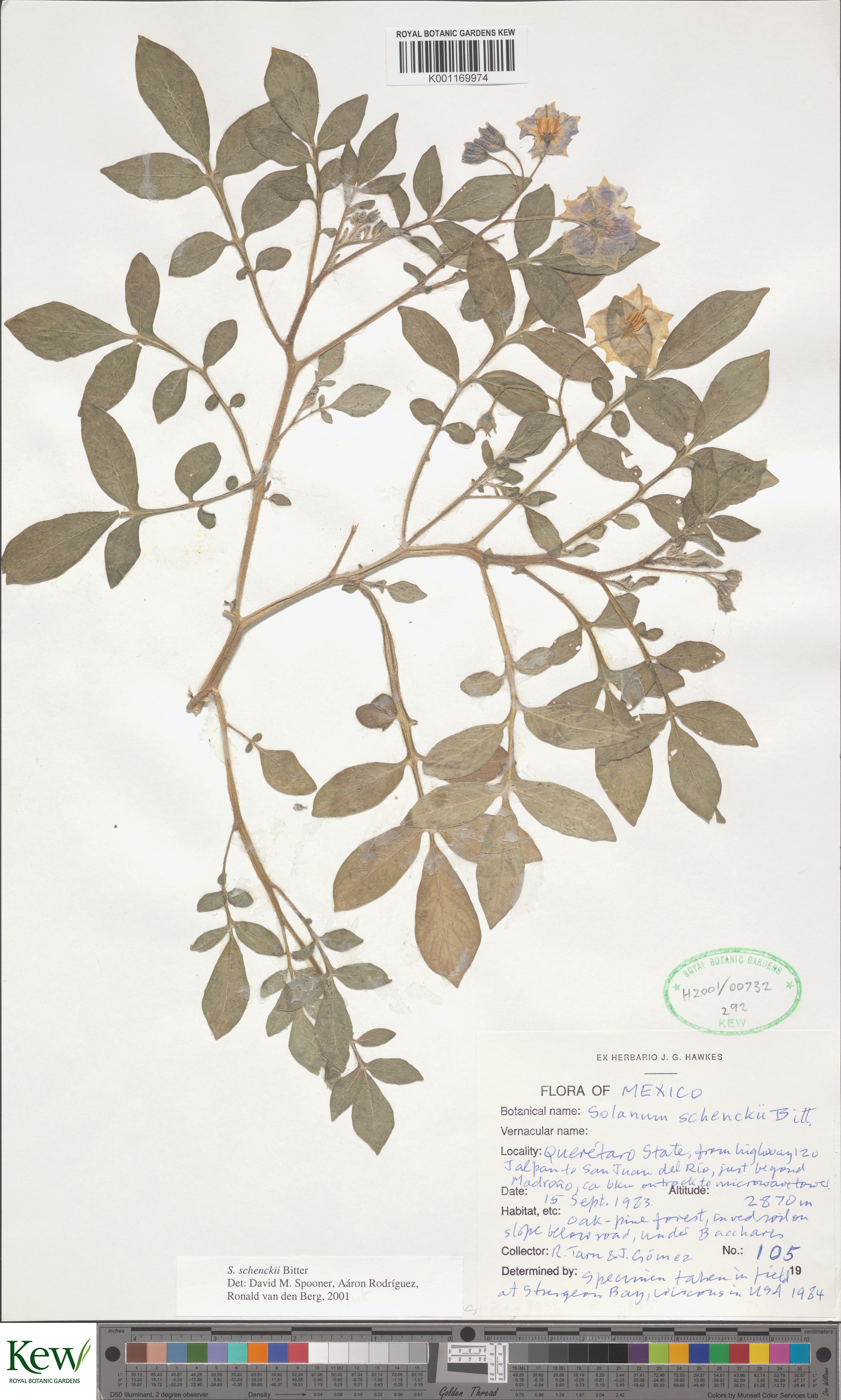 Solanum schenckii