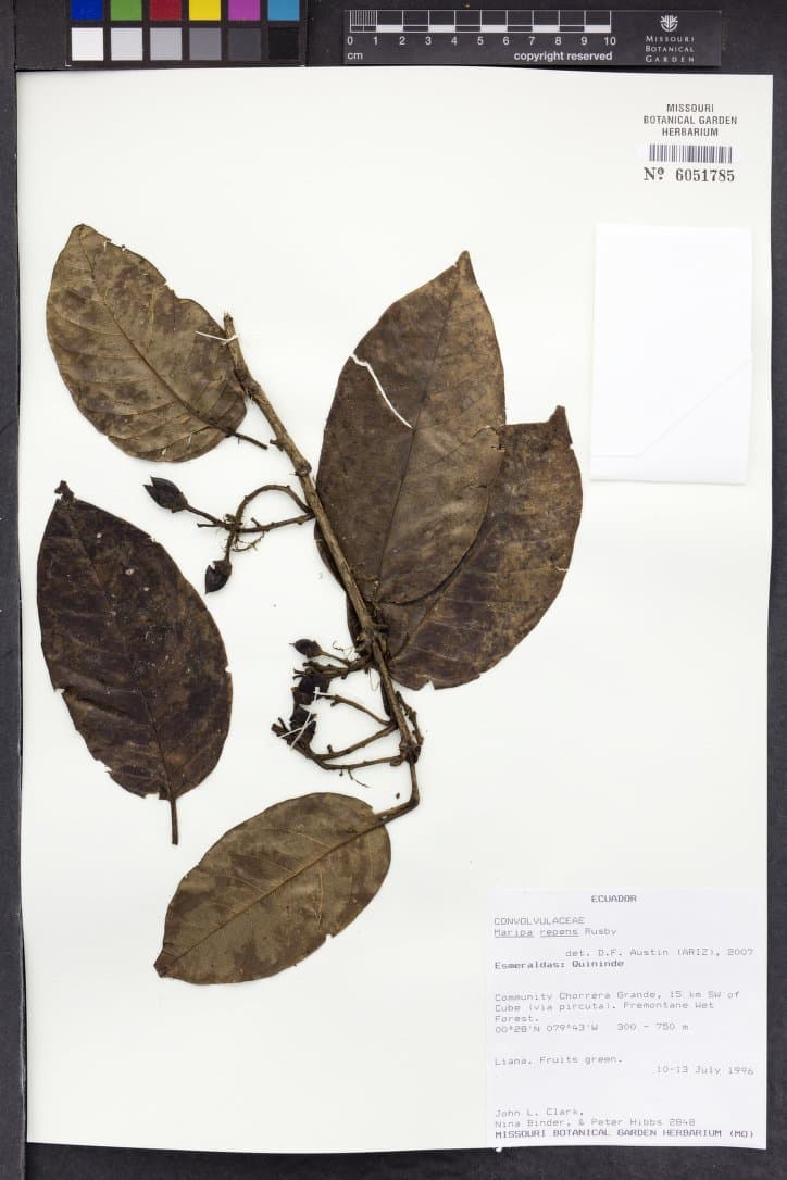 Maripa repens