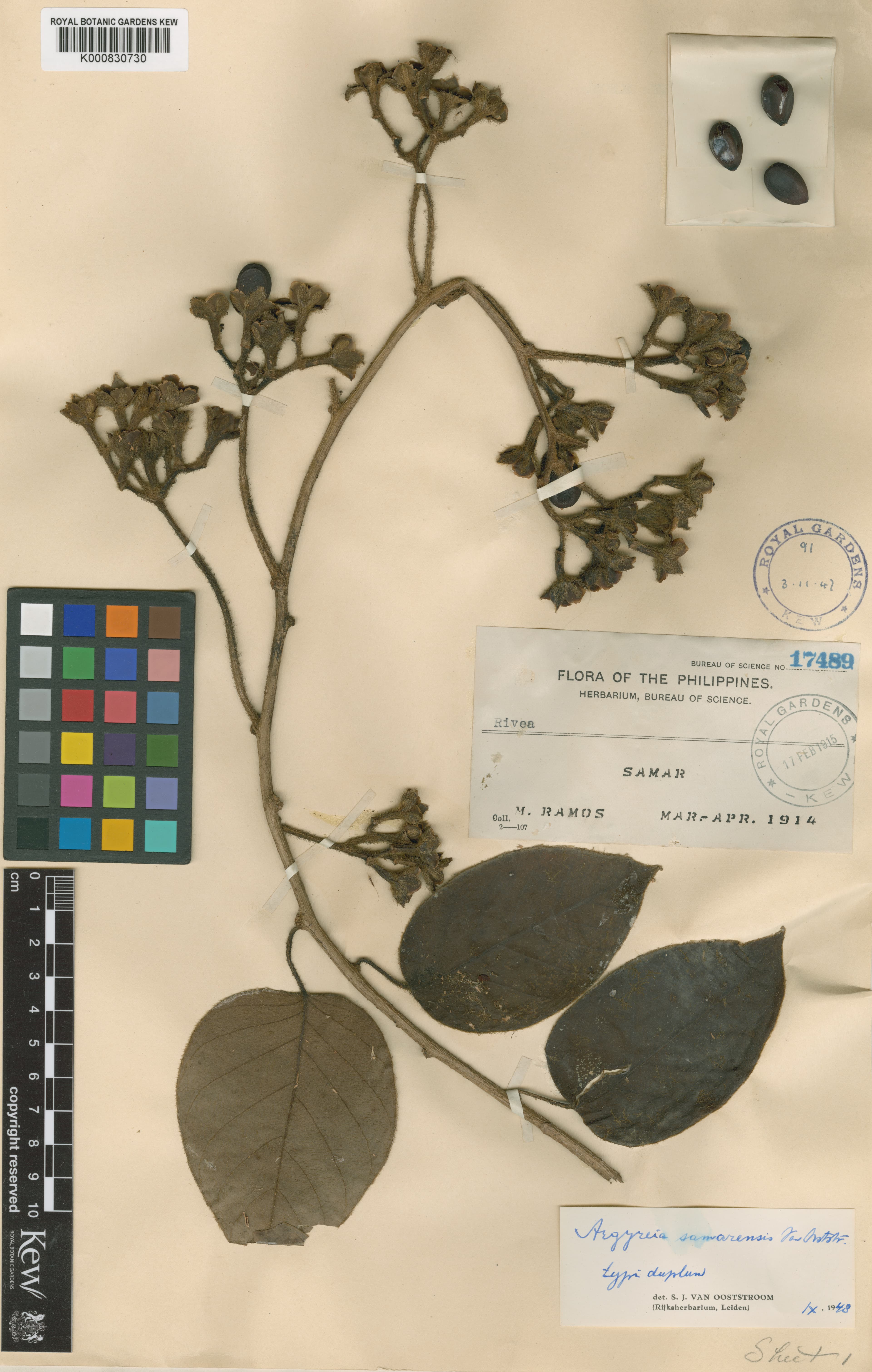 Argyreia samarensis