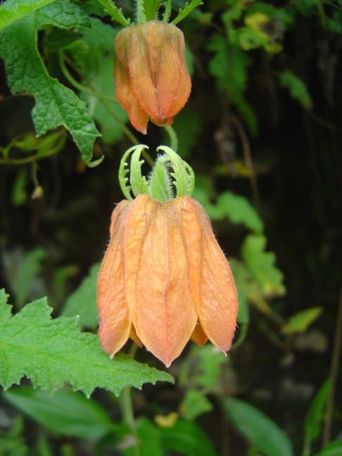 Caiophora madrequisa