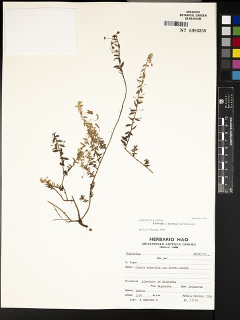 Spreading Blue-flowered Herb