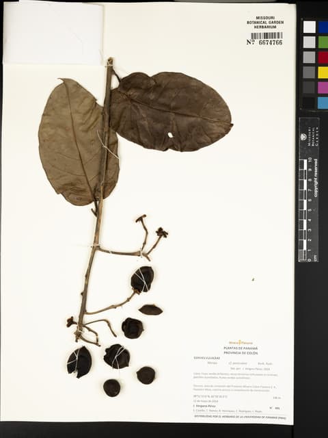 Maripa paniculata