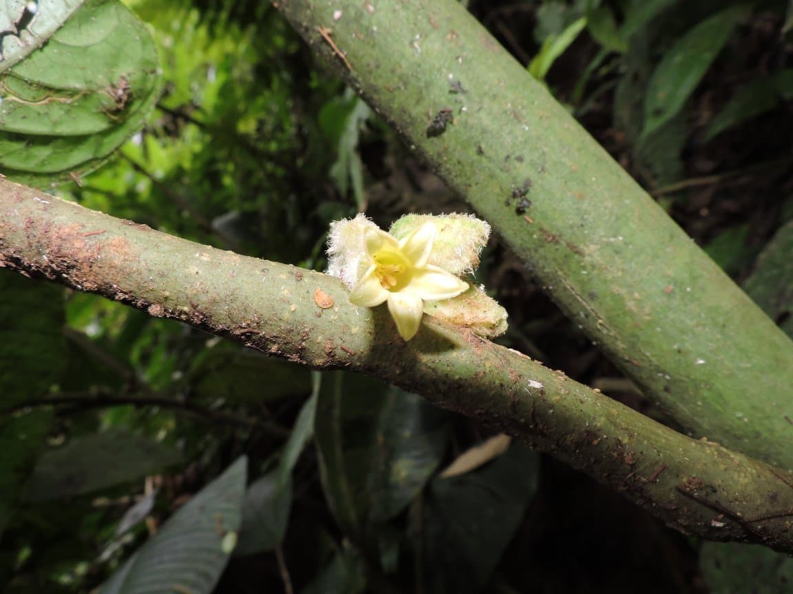 Cuatresia trianae