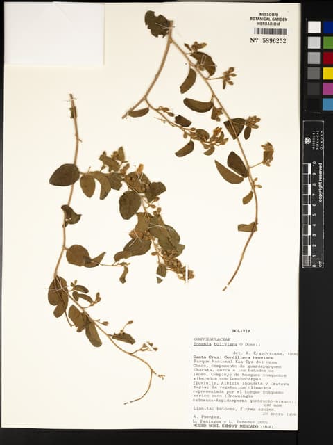 Bonamia boliviana