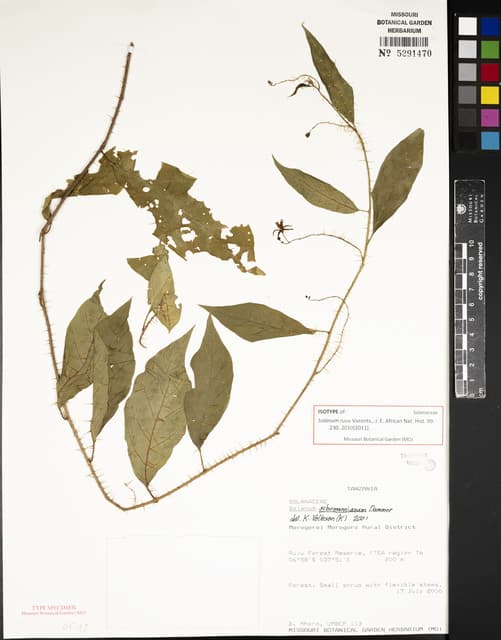 Solanum ruvu