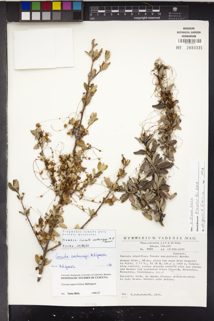 Cuscuta castroviejoi