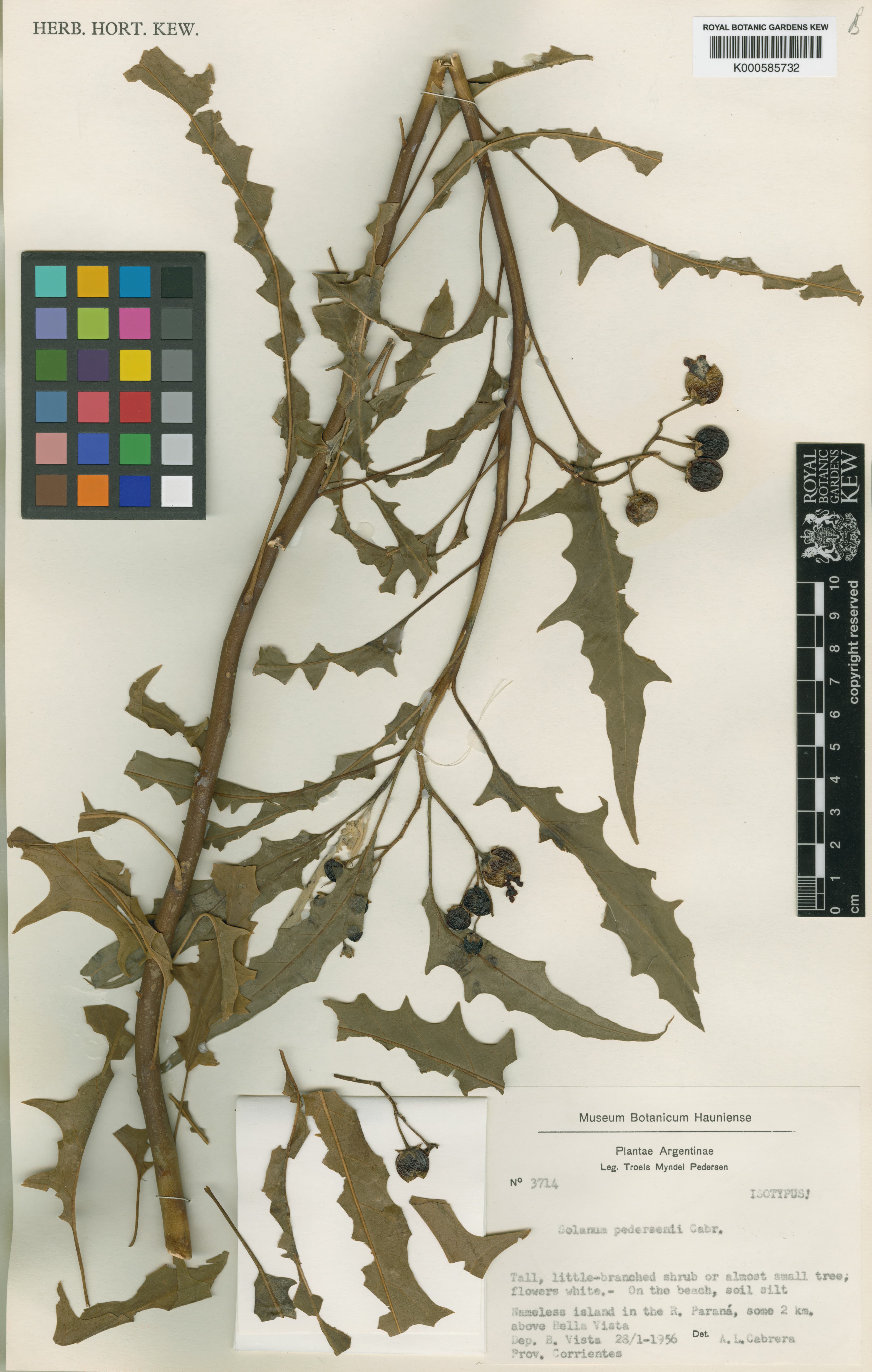 Solanum pedersenii