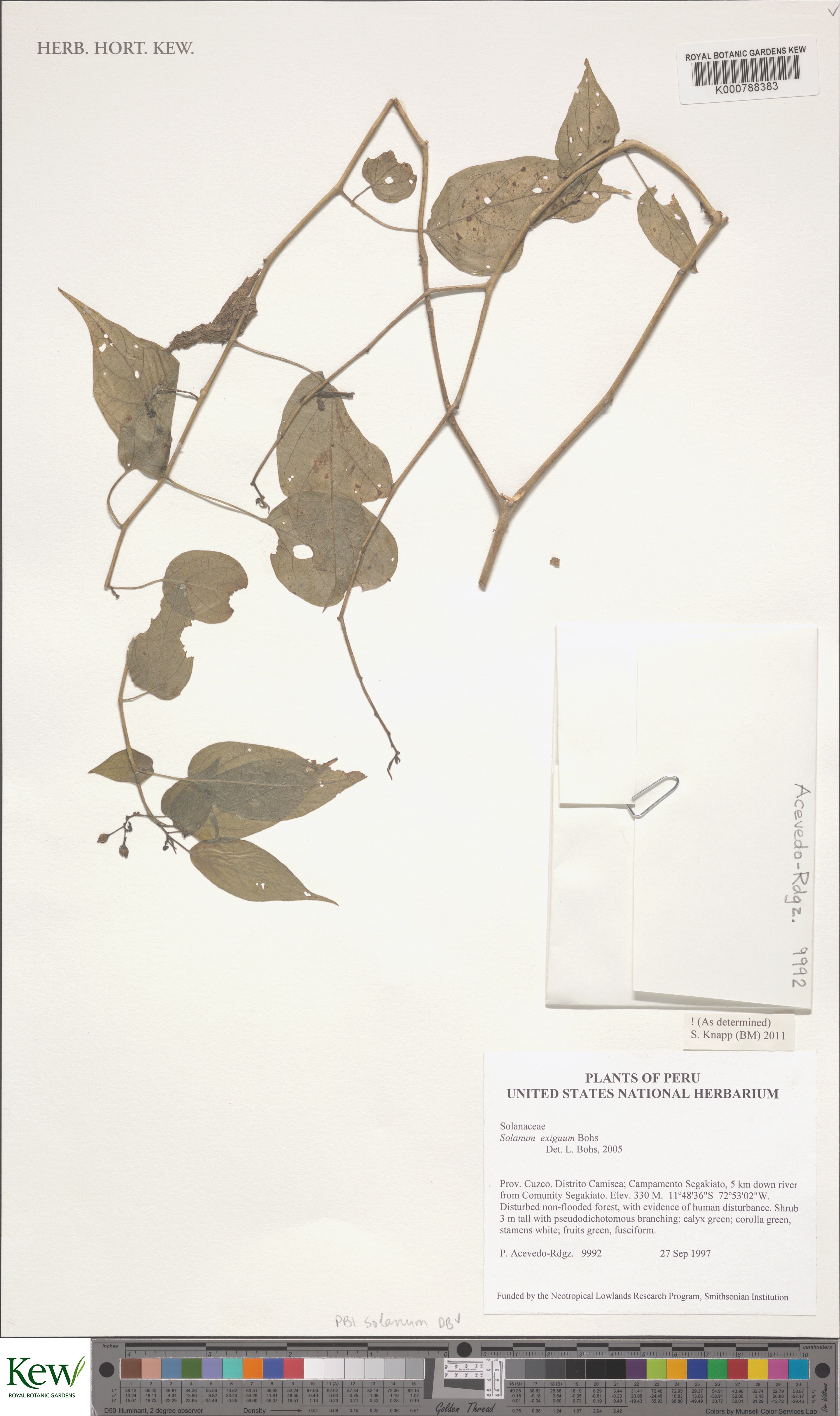 Solanum exiguum