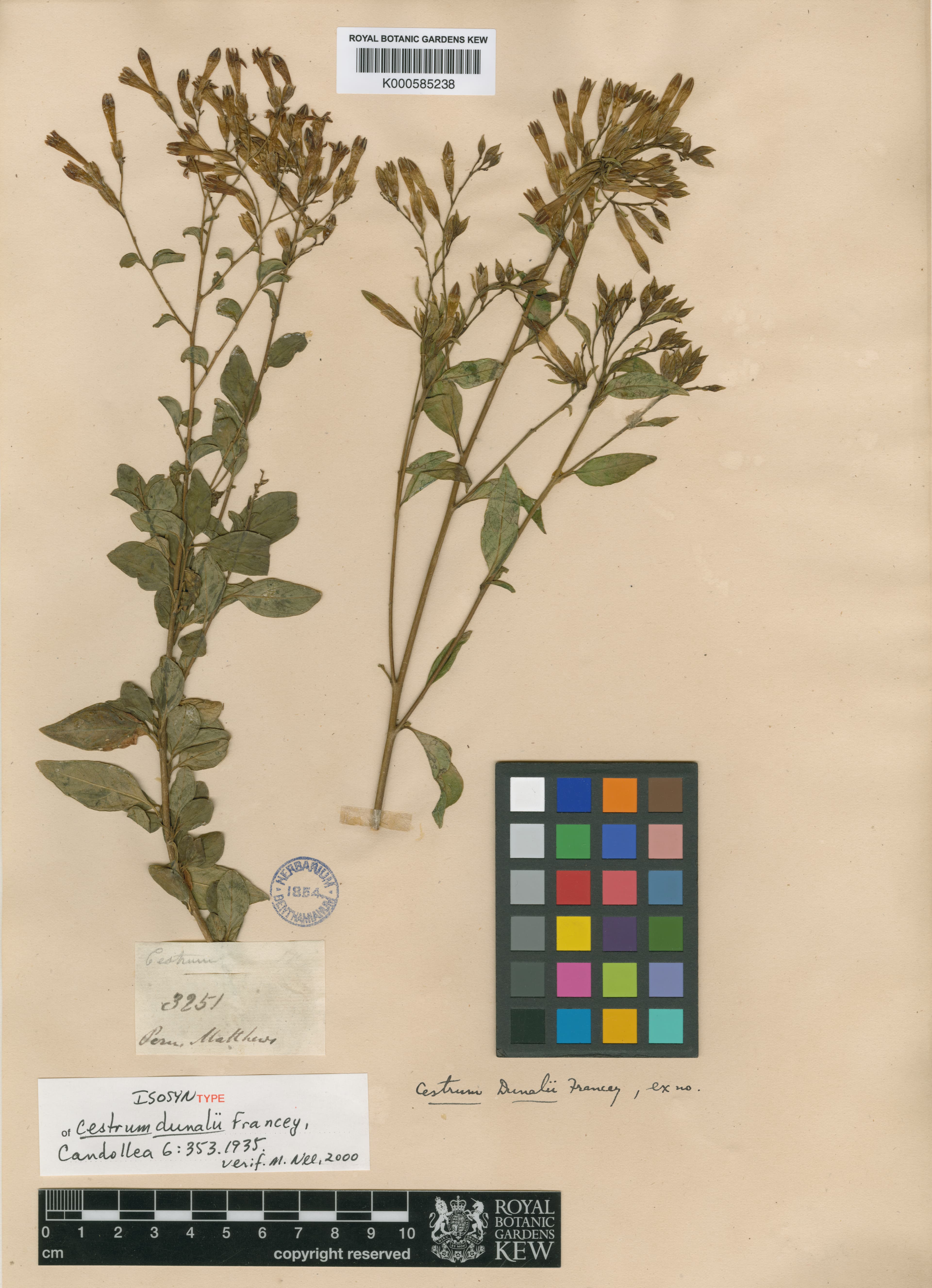 Cestrum dunalii