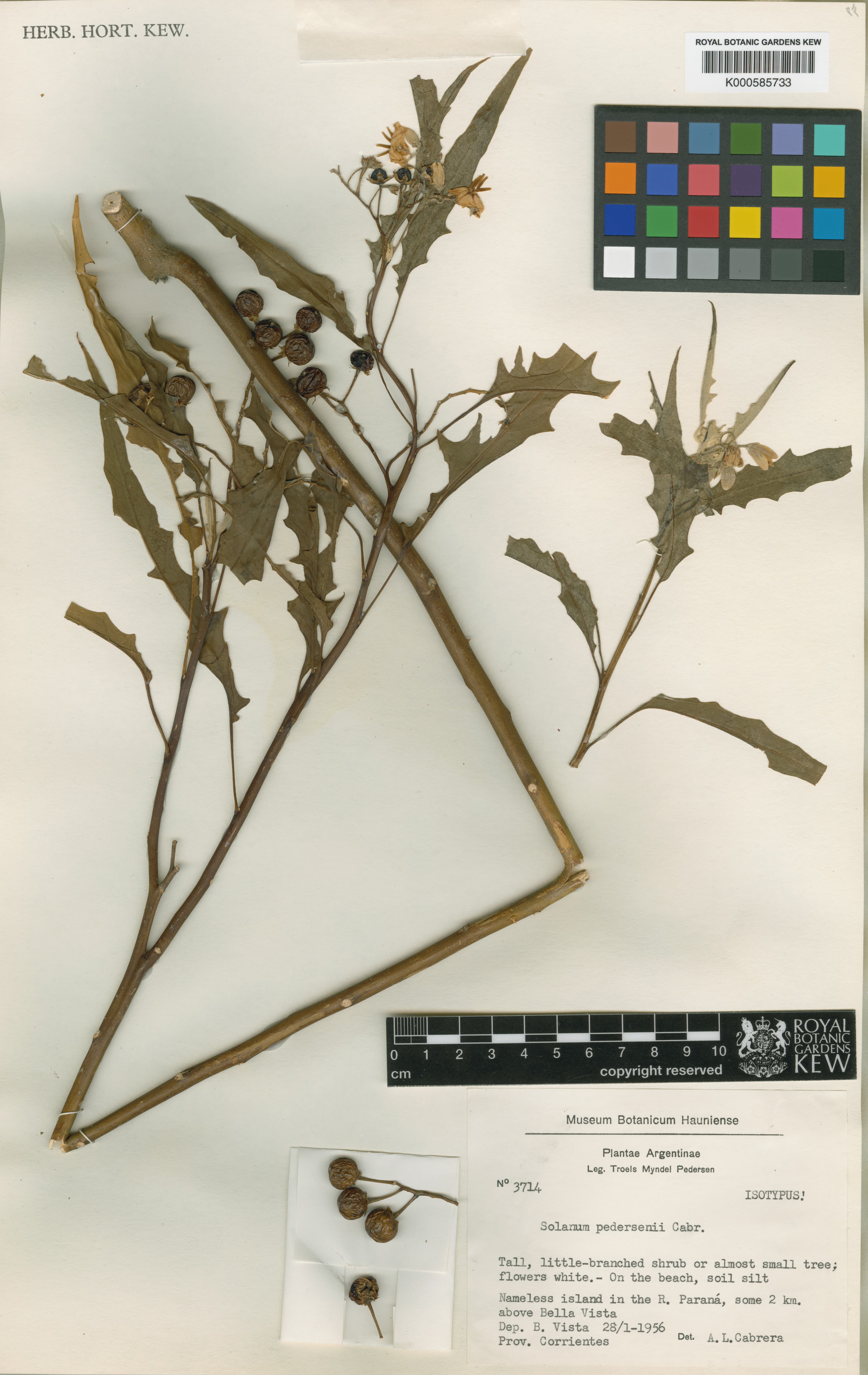 Solanum pedersenii